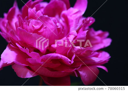 深紫色牡丹花1 78060315