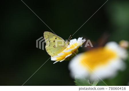 Colias erate and garland chrysanthemum flowers Colias erate and garland chrysanthemum flowers 78060416
