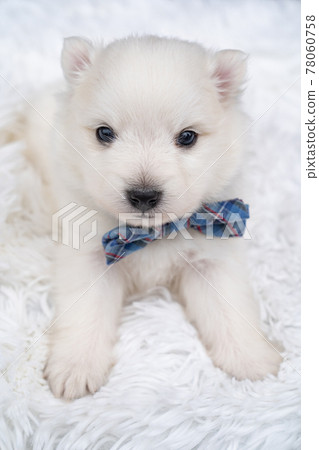 cute white Japanese spitz puppy with a blue bow around the neck. 78060758