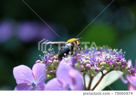 A carpenter bee that flew with a lot of pollen on its body to collect hydrangea nectar A carpenter bee that flew with a lot of pollen on its body to collect hydrangea nectar 78060974