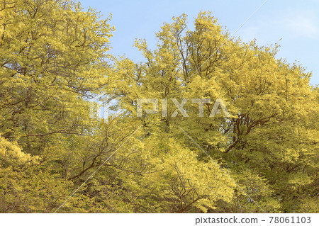 Pale flowers of witch hazel-Kosai City, Shizuoka Prefecture Pale flowers of witch hazel-Kosai City, Shizuoka Prefecture 78061103