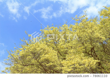 靜岡縣金縷梅-小西市的淡花 靜岡縣金縷梅-小西市的淡花 78061110