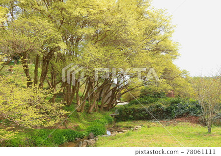 靜岡縣金縷梅-小西市的淡花 78061111