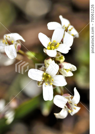 十字花科Eutrema tenue 十字花科Eutrema tenue 78061226