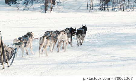 The Running dog sledge team Kamchatka musher. The Running dog sledge team Kamchatka musher. 78061367