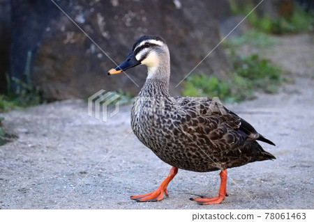 One cute spot-billed duck walking on land 78061463