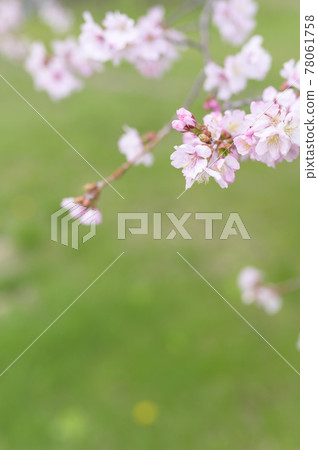 Cherry blossoms and buds up (with video material taken at the same time) Cherry blossoms and buds up (with video material taken at the same time) 78061758
