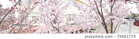 Sakura and elementary school (with video material for simultaneous aerial photography) Sakura and elementary school (with video material for simultaneous aerial photography) 78061774