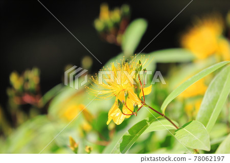 Beauty willow in full bloom Beauty willow in full bloom 78062197