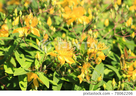 Beauty willow in full bloom Beauty willow in full bloom 78062206