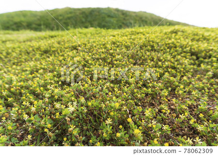 Tsumekizaki, where lesser trefoil grows in clusters / Shimoda City, Shizuoka Prefecture 78062309