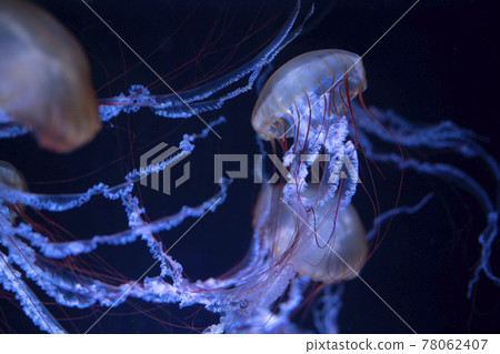 Jellyfish (Pacific Sea Net Le) Jellyfish (Pacific Sea Net Le) 78062407