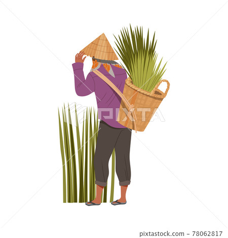 Asian Farmer in Straw Conical Hat Carrying Bundles of Rice Grass in Wicker Basket Vector Illustration 78062817