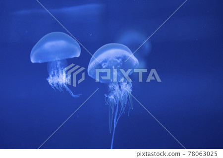 Jellyfish (Pacific Sea Net Le) 78063025