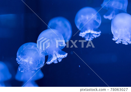 Jellyfish (Cannonball Jerry) Jellyfish (Cannonball Jerry) 78063027