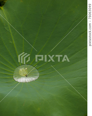 Water droplets accumulated in lotus leaves 78063049