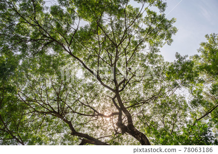 Tree branch with green lush foliage and sunlight shining in the sky Tree branch with green lush foliage and sunlight shining in the sky 78063186