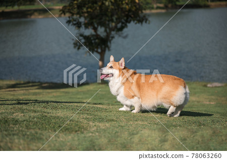 Male Pembroke Welsh Corgi pedigree standing and looking at something on meadow in the park 78063260