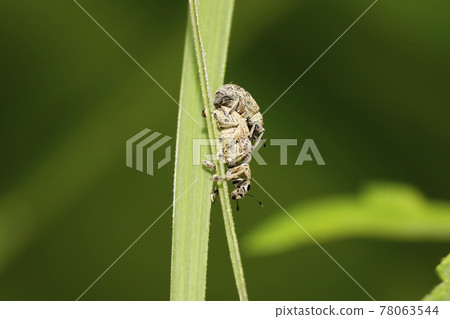Mating of a foxoid weevil Mating of a foxoid weevil 78063544