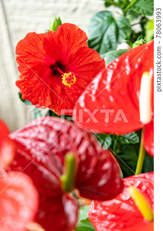 Rainy season on the southern island, bright red hibiscus anthurium Rainy season on the southern island, bright red hibiscus anthurium 78063993