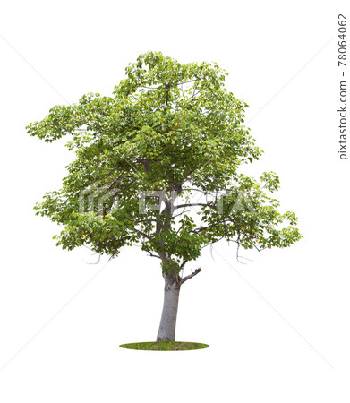 Beautiful green tree isolated on white. Beautiful green tree isolated on white. 78064062