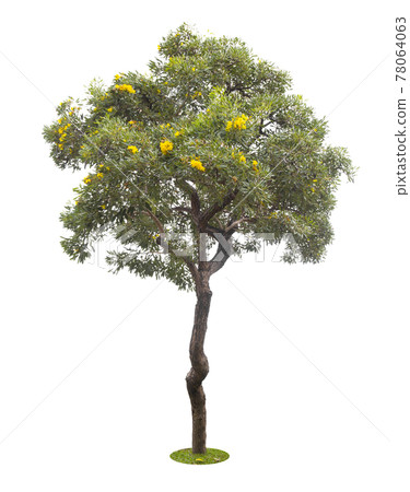 Beautiful green tree isolated on white. Beautiful green tree isolated on white. 78064063