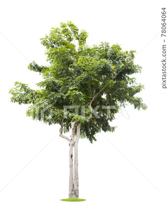 Beautiful green tree isolated on white. Beautiful green tree isolated on white. 78064064