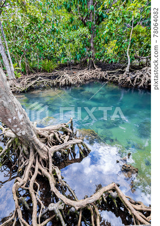 Tropical tree roots or Tha pom mangrove in swamp forest and flow water. 78064082