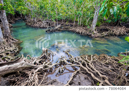 Tropical tree roots or Tha pom mangrove in swamp forest and flow water. 78064084
