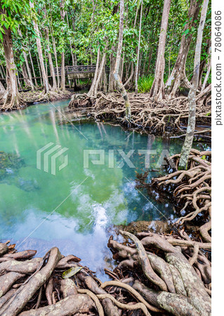 Tropical tree roots or Tha pom mangrove in swamp forest and flow water. Tropical tree roots or Tha pom mangrove in swamp forest and flow water. 78064086
