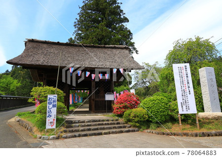 Kanonji的鹽水杜鵑花 Kanonji的鹽水杜鵑花 78064883
