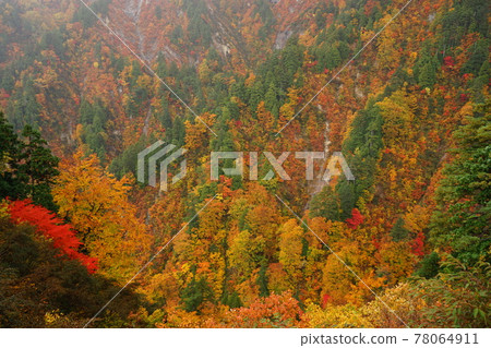 青森白神山的秋葉 青森白神山的秋葉 78064911