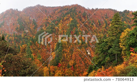 青森白神山的秋葉 青森白神山的秋葉 78064913