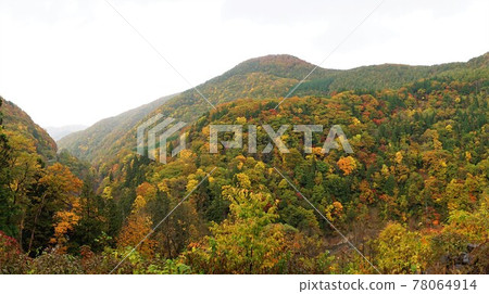 青森白神山的秋葉 青森白神山的秋葉 78064914
