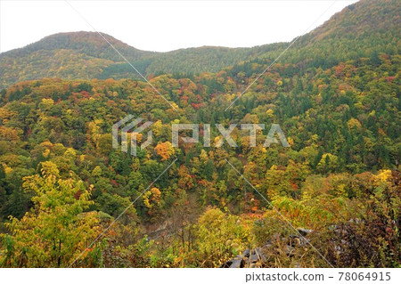 青森白神山的秋葉 青森白神山的秋葉 78064915