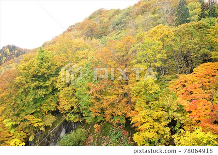 Aomori Shirakami Mountains Autumn leaves 78064918