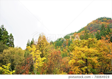 青森白神山的秋葉 青森白神山的秋葉 78064919
