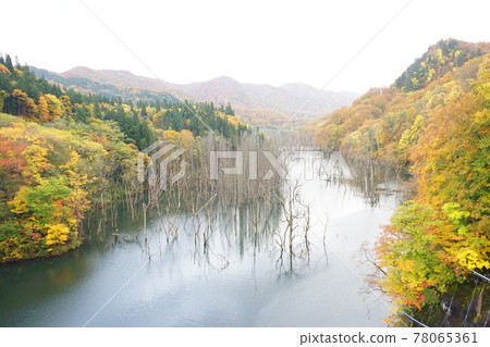 Aomori Shirakami Mountains Autumn leaves of Lake Miyama Aomori Shirakami Mountains Autumn leaves of Lake Miyama 78065361