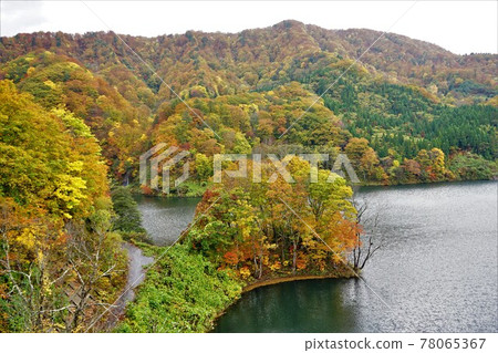 青森白神山脈 美山湖的秋葉 青森白神山脈 美山湖的秋葉 78065367