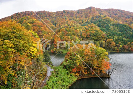 青森白神山脈 美山湖的秋葉 青森白神山脈 美山湖的秋葉 78065368