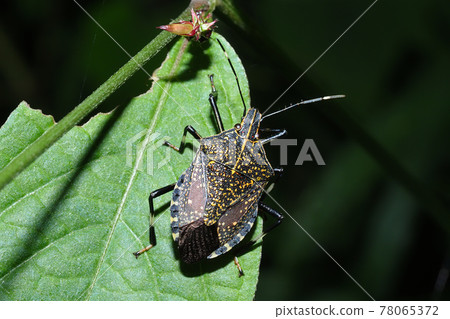 馬達拉蟲 78065372