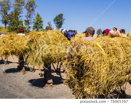 Malagasy farmers riding a bike carrying a huge load of hay Malagasy farmers riding a bike carrying a huge load of hay 78065397