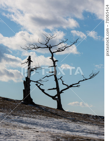 An ancient dark trees silhouettes of dry trees in a white snow on a bright sunny day with clouds. 78065414