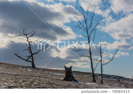 An ancient dark trees silhouettes of dry trees in a white snow on a bright sunny day with clouds. An ancient dark trees silhouettes of dry trees in a white snow on a bright sunny day with clouds. 78065415