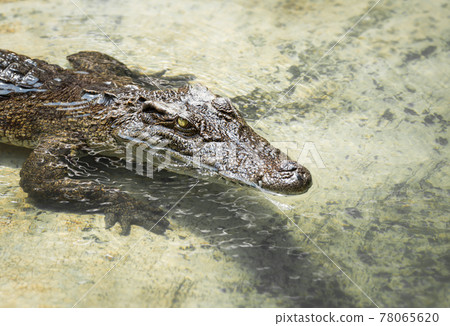 Crocodile in the water Crocodile in the water 78065620