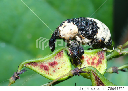 Nesalcidodes chinensis 騎在 Nasubitohagi 的果實上 Nesalcidodes chinensis 騎在 Nasubitohagi 的果實上 78065721