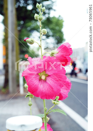 蜀葵 蜀葵 78065961