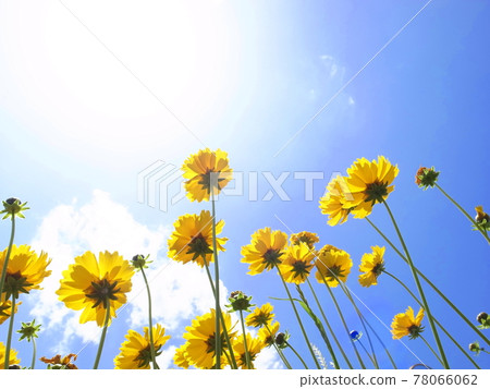 春天的黃色花朵_Okinkeigiku 78066062