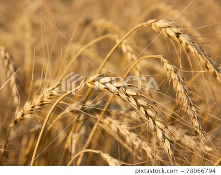 Wheat 78066794