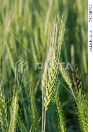 Wheat 78066796